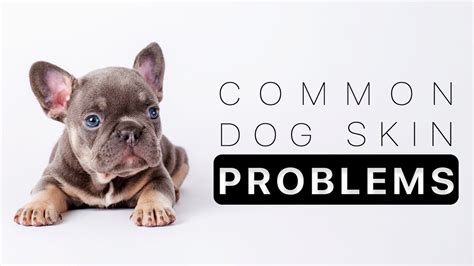 4 Common Dog Skin Problems And How To Prevent Youtube