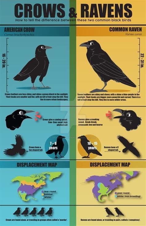 Crow Vs Raven Guide Coolguides In 2021 Crow Pet Birds Animal Facts