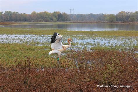 Juvenile Whooping Crane Joins The Indiana Flock This Fall