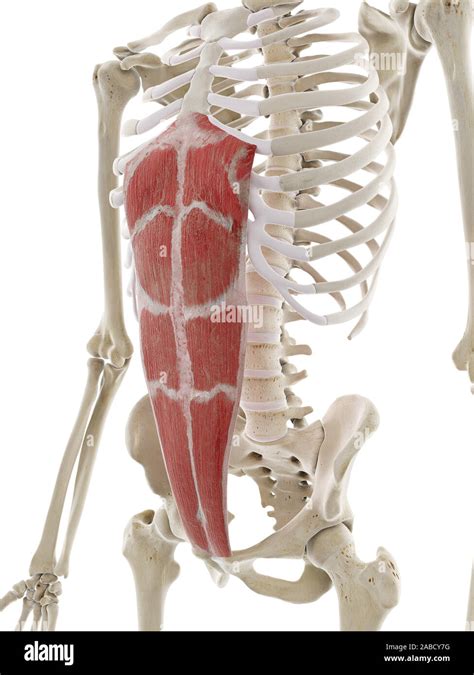 3d Rendered Medically Accurate Illustration Of The Rectus Abdominis