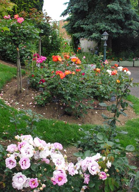 Nastiya² Le Jardin Des Roses à Saint Yrieix Rendez Vous Dans Les Jardins