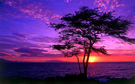 Tree Silhouette In The Purple Sunset Wallpaper Beautiful Nature