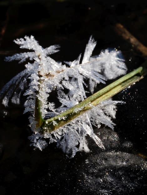 Premium Photo Original Ice Crystals On Plants