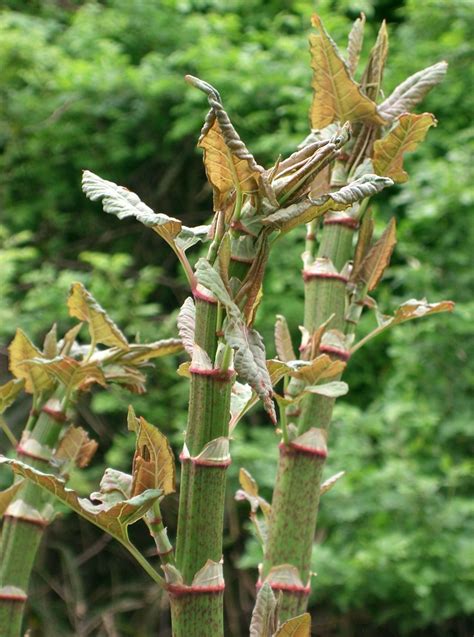 In asien wird der japanische knöterich als heilpflanze verwendet. Japanischer Staudenknöterich Fallopia japonica ...