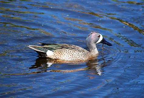 Blue Winged Teal Duck Photograph By Christine Savino