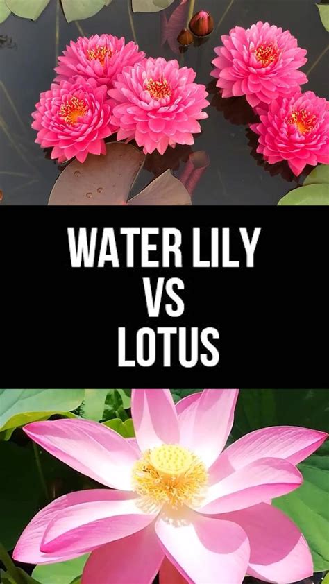 What Is Difference Between Lily And Lotus Flower Archives