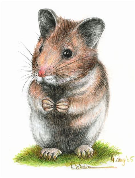Lil Hamster By Lov3h8r On Deviantart Animal Drawings Animal