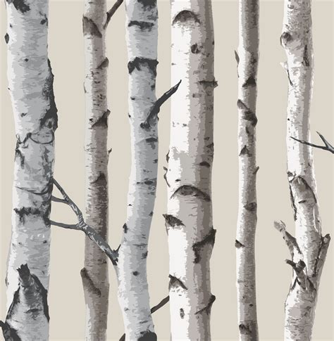 43 Birch Wood Wallpaper Wallpapersafari