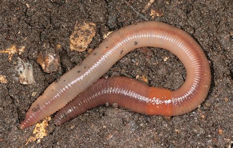 Earthworm Crassiclitellata Terrimegadrili