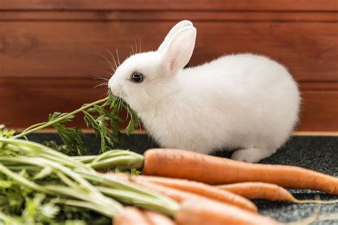 Foods Fit For Your Bunny In Their Daily Diet Best Rabbit Food Rabbit