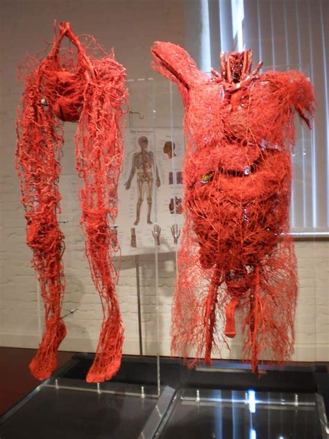 It carries deoxygenated blood from. All the blood vessels in the human body. : interestingasfuck