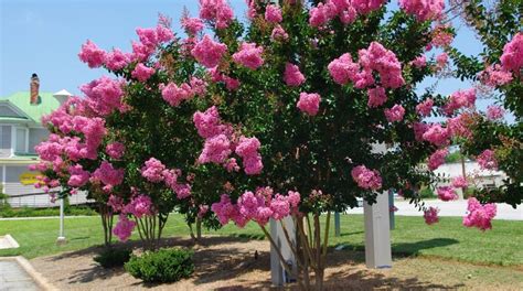 How To Care For A Crepe Myrtle Tree Treenewal