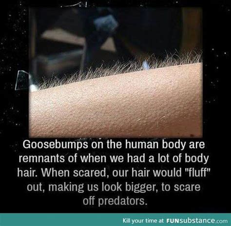 Why We Get Goosebumps Unbelievable Facts