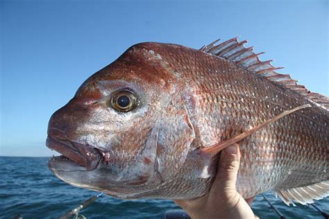 One who, or that which, snaps. Snapper Fishing Net 5-1/2 inch 20m 30m 40m 60m - Action ...