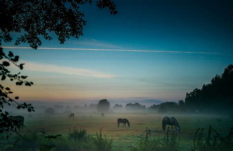 Photography Nature Landscape Horse Sunrise Field Mist Morning