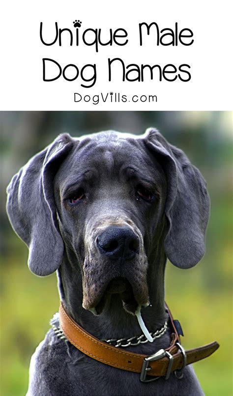 100+ unique dog names for every kind of pup. 6 Incredibly Unique Male Dog Names You'll Love - DogVills