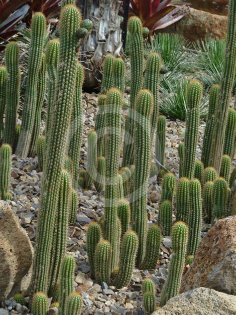 Golden torch, torch cactus, white torch cactus synonym(s): Echinopsis spachiana | Golden Torch Cactus, White Torch ...