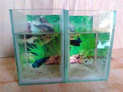 34+ Keren Abis Gambar Ikan Cupang Dalam Aquarium