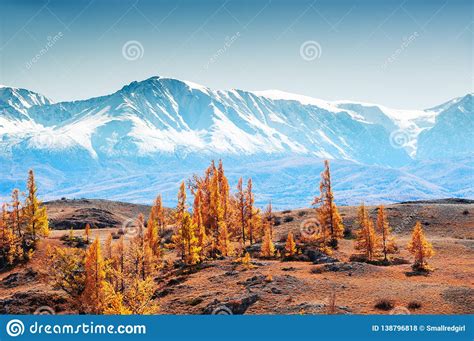 Snow Covered Mountains And Autumn Trees In Altai Siberia Russia Stock