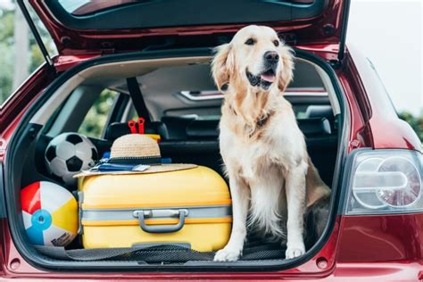 7 Tips For Traveling With A Pet To Remember For Your Next Trip