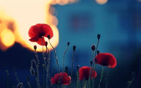 Red Poppies Wallpapers Hd Desktop And Mobile Backgrounds