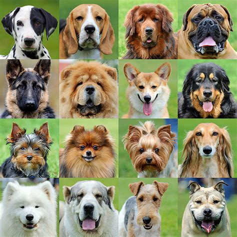 What Is The Most Popular Dog To Breed At Patti Rakes Blog