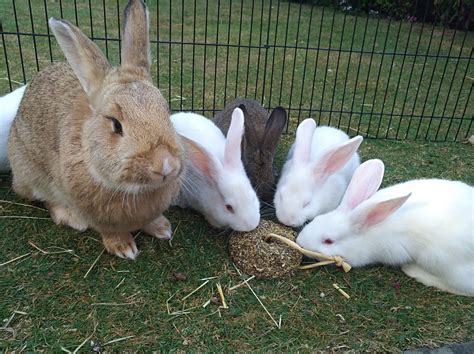 Check spelling or type a new query. New Zealand Baby Rabbits for Sale | Sutton, Surrey ...