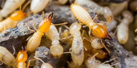 We service pinellas, hillsborough, manatee, and pasco counties. Termite Control South FL | Termite Prevention | Hoffer Pest