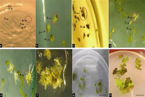 Tracking Of Fern Spore No 1 6 Germination In Etaf A Spores