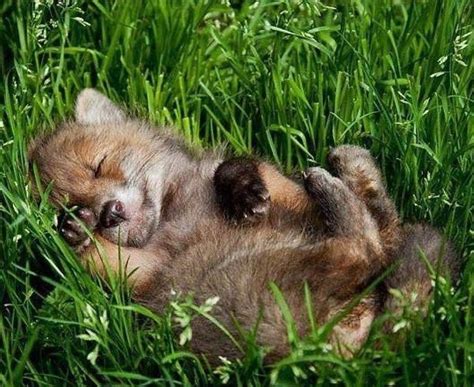 Sleeping Beauty Baby Wolves Baby Animals Cute Baby Animals