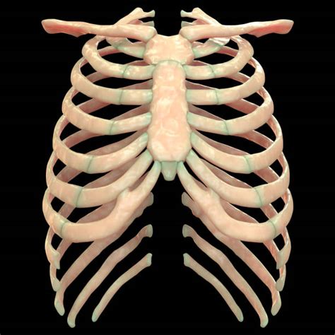 The head of the rib is on the posterior extremity, and it articulates with vertebrae via two facets, which are separated by a bony crest. Best Rib Cage Stock Photos, Pictures & Royalty-Free Images ...