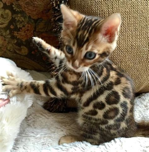Ihr eleganter gang ähnelt der einer großkatze. Anna Und Die Haustiere Bengal Katzen