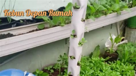 Biasanya seledri bisa ditanam di dalam pot di halaman belakang rumah. Berkebun di lahan sempit - Depan Rumah - YouTube