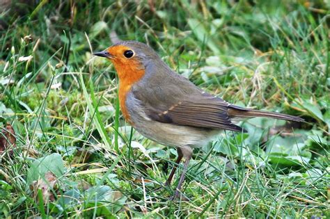 Geeignet ist das internet im freien für alle, die viel zeit im garten verbringen. Heimische Vögel im Garten | Fotos im Internet