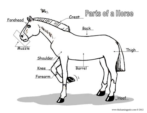 32 Parts Of The Horse Worksheet Worksheet Project List Anatomy Worksheets