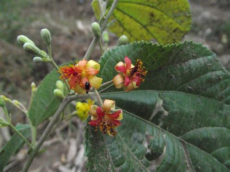 We recommend 3 plants to guarantee pollination with the king george. Forum: Tropical Fruit Trees Successfuly Grown In Sydney ...