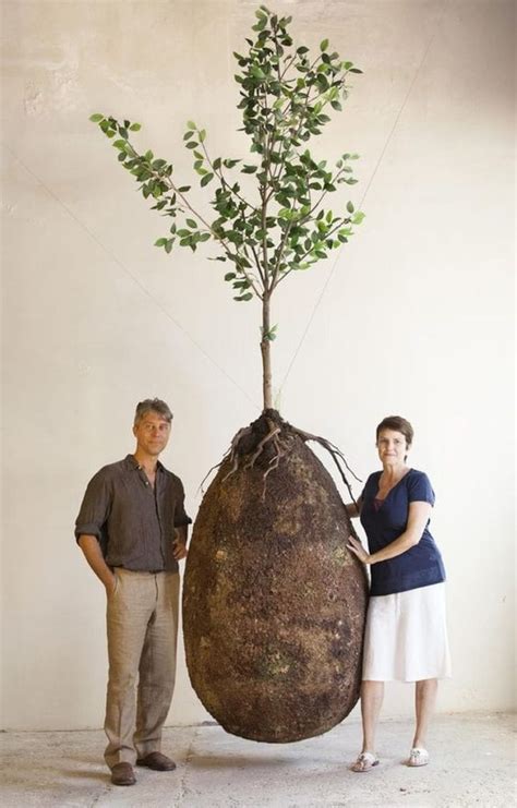 Forget Coffins These Organic Burial Pods Turn You Into A Tree When You Die