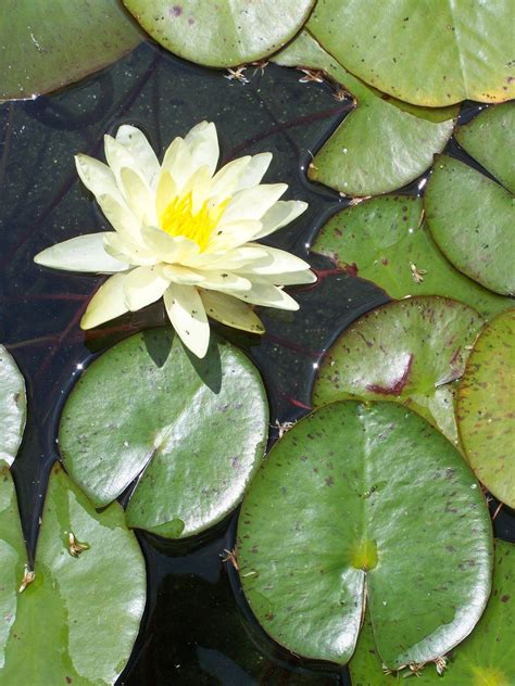 Lily Pad 2 Free Photo Download Freeimages