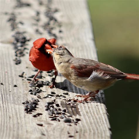 Male Cardinal Feeding His Mate Rbirding