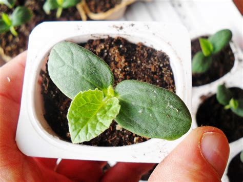 Bills Garden Tips Starting Cantaloupe Seeds Indoors