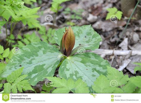 Toadshale Trillium T Sessile Stock Image Image Of Blooms Stamen