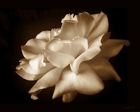 Umber Rose Floral Petals Photograph By Jennie Marie Schell Fine Art