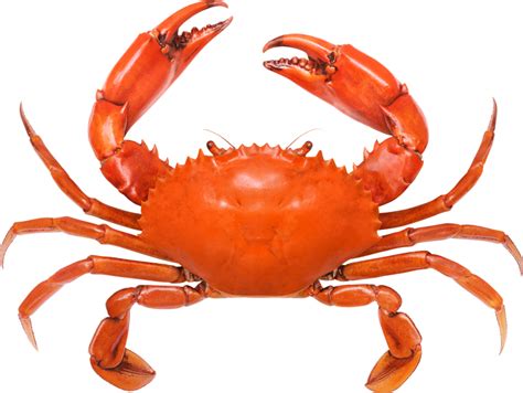 Is Sebastian From Disneys “the Little Mermaid” A Lobster Or A Crab