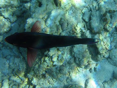 Diving Maldives 2009 Dusky Parrotfish Christian Jensen Flickr