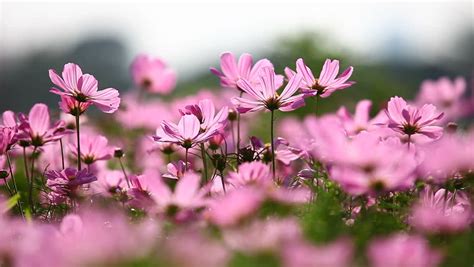 Field Of Pink Flowers In Beautiful Day Stock Footage Video 4423235