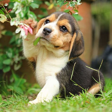 He gets along great with children and other pets. Find Beagle Breeders & Puppies For Sale In California