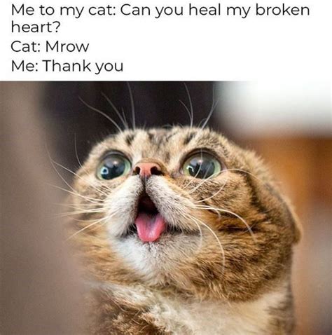 With tenor, maker of gif keyboard, add popular caturday meme animated gifs to your conversations. Tuna Souffle On This Fine Caturday (33 Cat Memes) in 2020 ...