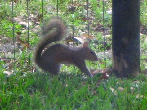 Learn how to take care of a baby squirrel from birth to 12 weeks old, including methods for reuniting it with its mother. Baby-Squirrel-Care-012