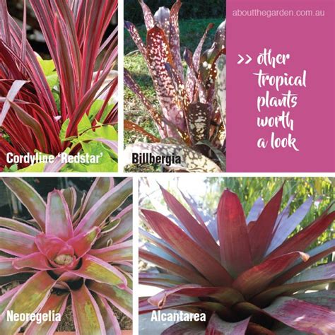 Tropical Plants For Any Climate About The Garden Magazine