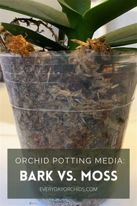 Curious About The Different Types Of Orchid Potting Media Here Are The